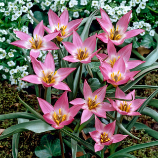 Tulipe - Aucheriana - Tulipa - Souffle coloré de début de printemps - 5 bulbes