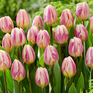 Tulipe - Happy Feet - Tulipa - Pétales bicolores, charme irrésistible - 5 bulbes