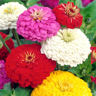 Zinnia - Super Yoga - Décoration spectaculaire pour le jardin et le vase - Zinnia elegans