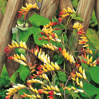 Plumes d'Indien - Cascade de fleurs rouge et jaune - Mina lobata