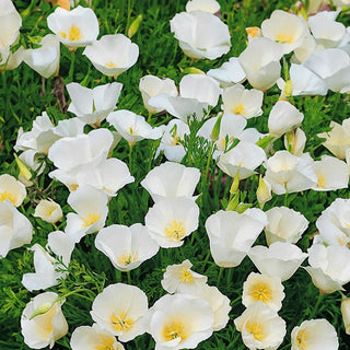 Eschscholzia de Californie - Ivory Castle - Composition esthétique et parfaite pour le jardin - Eschscholzia californica