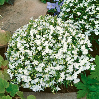 Lobélie érine - Blanc - Décoration fiable pour balcons - Lobelia erinus
