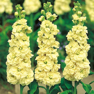 Giroflée - Excelsior Yellow Wonder - Jaune joyeux dans la palette du jardin - Matthiola incana