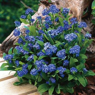 Myosotis des Alpes - Indigo - Bleu Foncé - Compacte, facile à cultiver, floraison prolongée - Myosotis alpestris