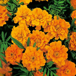 Œillet d'Inde - Valencia - Variation colorée au jardin - Tagetes patula