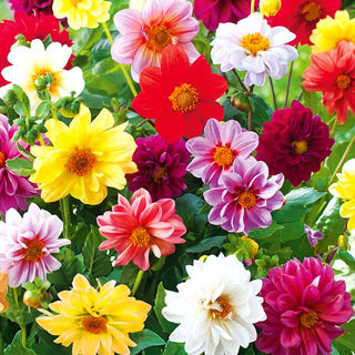 Dahlia - Semi-double Mélange - Semi-doubles estivales - Dahlia pinnata