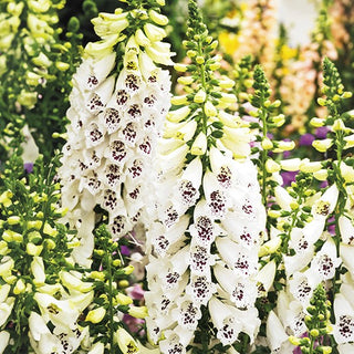 Digitale - Blanc - Forme et hauteur exceptionnellement ornementales - Digitalis purpurea