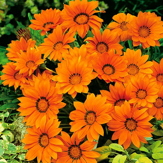 Gazania - Orange avec Anneau - Couleur chaude avec un œil élégant - Gazania splendens