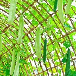 Calebasse - Snake - Fruits spectaculaires en forme de serpent - Lagenaria siceraria