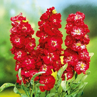 Giroflée - Excelsior Pacific Crimson - Accent rouge foncé pour massifs - Matthiola incana