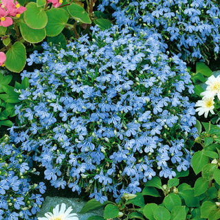 Lobélie érine - Bleu Clair - Apporte une touche pastel vivifiante - Lobelia erinus