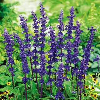 Sauge farineuse - Blue Bedder - Floraison longue, idéale pour les massifs - Salvia farinacea