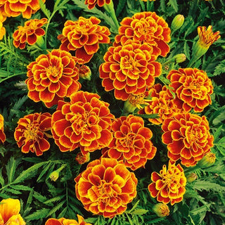 Œillet d'Inde - Queen Sophia - Variété spectaculaire, couleur unique - Tagetes patula