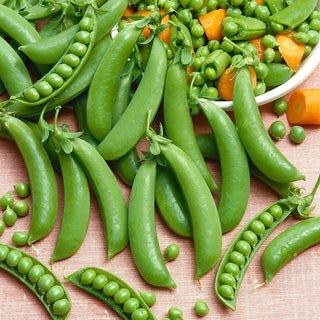 Pois Mangetout Ambrosia - Gousses très tendres et croquantes - 500 g