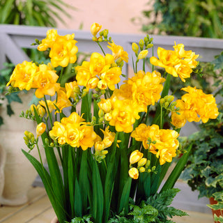 Freesia double - jaune - Accent intense et chaleureux - 10 bulbes