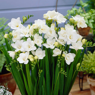 Freesia double - blanc - Couleur blanche pure et lumineuse - 10 bulbes