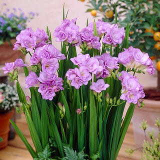 Freesia double - violet - Couleur profonde et noble - 10 bulbes