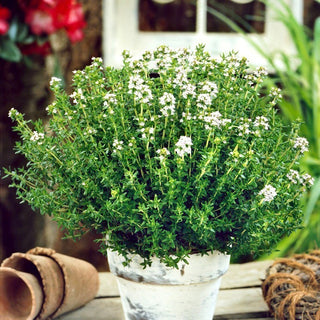 BIO Thym - Épice biologique polyvalente - Thymus vulgaris