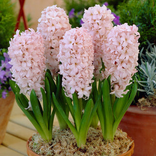 Jacinthe - China Pink - Hyacinthus - Couleur subtile et pastel - 3 bulbes
