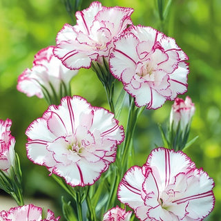 Oeillet des fleuristes - Benigna - Variété idéale pour la fleur coupée - Dianthus caryophyllus