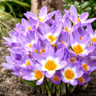 Crocus - Tricolor - Crocus tricolore, joyeuse touche - 10 bulbes