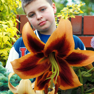 Lys géant - Red Morning - Lilium - Floraison abondante en juillet et août