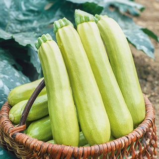 Courgette - Lungo Bianco - Idéale pour les plats méditerranéens