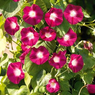 Ipomée - Scarlet O'Hara - Touche romantique au jardin - Ipomoea nil