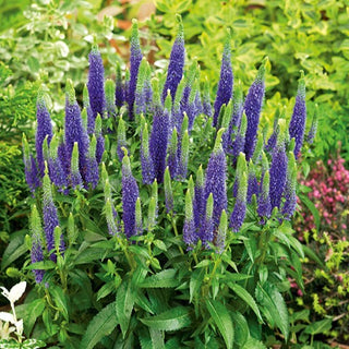 Véronique en épis - Bleu - Épis élancés, magnifiques en groupe - Veronica spicata
