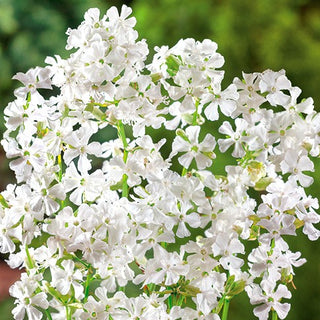 Silène visqueux - Blanc - Floraison longue Facile à cultiver - Lychnis viscaria
