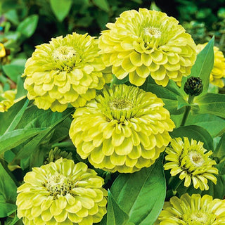 Zinnia à fleurs de Dahlia - Envy - Vert citron unique des fleurs - Zinnia elegans