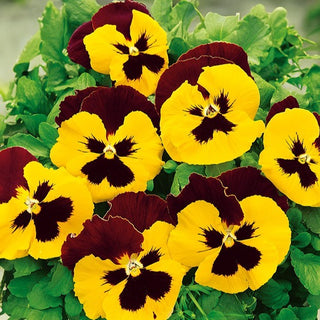 Pensée - Red Wings - Fleurs spectaculaires aux tons chauds - Viola ×wittrockiana