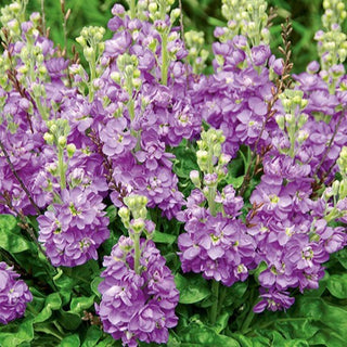 Giroflée - Excelsior Lavender Lilac - Fleurs charmantes pleines de romantisme - Matthiola incana