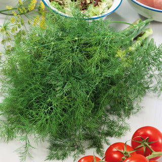 Aneth Szmaragd - Couleur émeraude et saveur fraîche