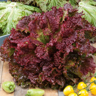 Laitues à couper Rosela - Rouge, frisée, à croissance rapide