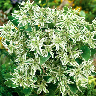 Euphorbe panachée - Plante annuelle exceptionnellement ornementale - Euphorbia marginata