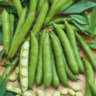 Fève HANGDOWN BLANC - Variété fiable pour tous types de sols - 500 g