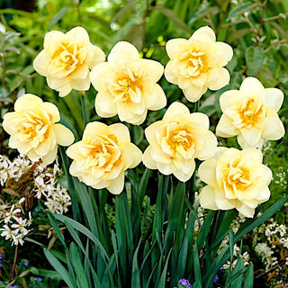 Narcisse - Manly - Narcissus - Couleurs vives, durables et décoratives - 5 bulbes