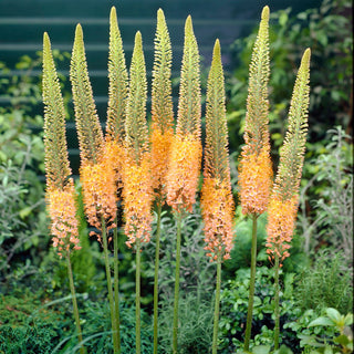 Éremurus - Cleopatra - Eremurus - Reine exotique des massifs