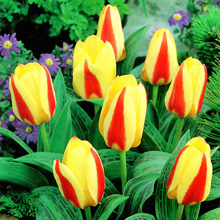 Tulipe - Gluck - Tulipa - Idéal pour massifs bas et pots - 5 bulbes