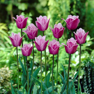 Tulipe - Blue Heron - Tulipa - Couronne frangée, parfum subtil - 5 bulbes