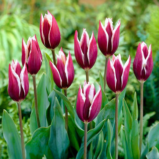 Tulipe - Chansonette - Tulipa - Fleurs élancées et pleines d’harmonie - 5 bulbes