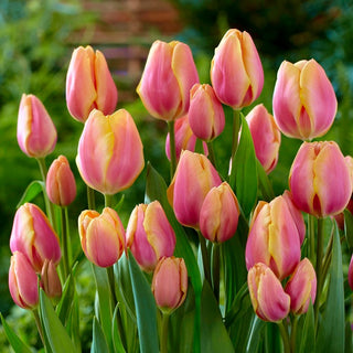 Tulipe - Dragon King - Tulipa - Espèce fiable et décorative - 5 bulbes