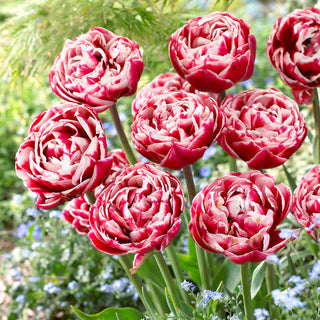 Tulipe - Drumline - Tulipa - Contraste subtil avec le vert du feuillage - 5 bulbes