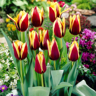 Tulipe - Gavota - Tulipa - Tulipe originale pour compositions - 5 bulbes
