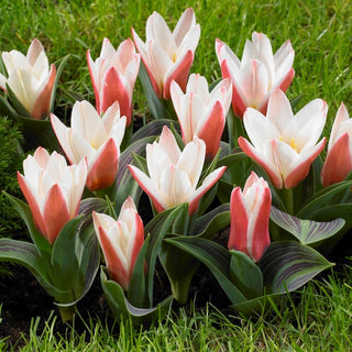 Tulipe - Heart's Delight - Tulipa - Fraîcheur qui émerveille au jardin - 5 bulbes