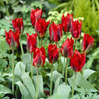 Tulipe - Hollywood - Tulipa - Tulipe pleine d’énergie printanière - 5 bulbes