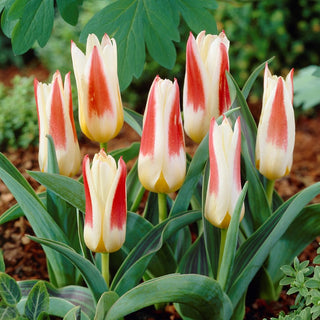 Tulipe - Johann Strauss - Tulipa - Fleur éclatante pour la coupe et les massifs - 5 bulbes