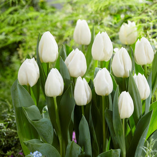 Tulipe - White Prince - Tulipa - Élégante et extrêmement originale - 5 bulbes
