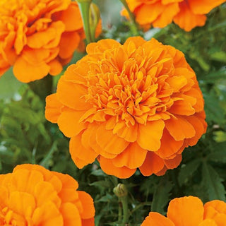 Œillet d'Inde - Mandarin - Fleurs orange sphériques - Tagetes patula